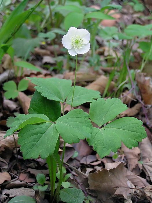 Изображение особи Anemone udensis.