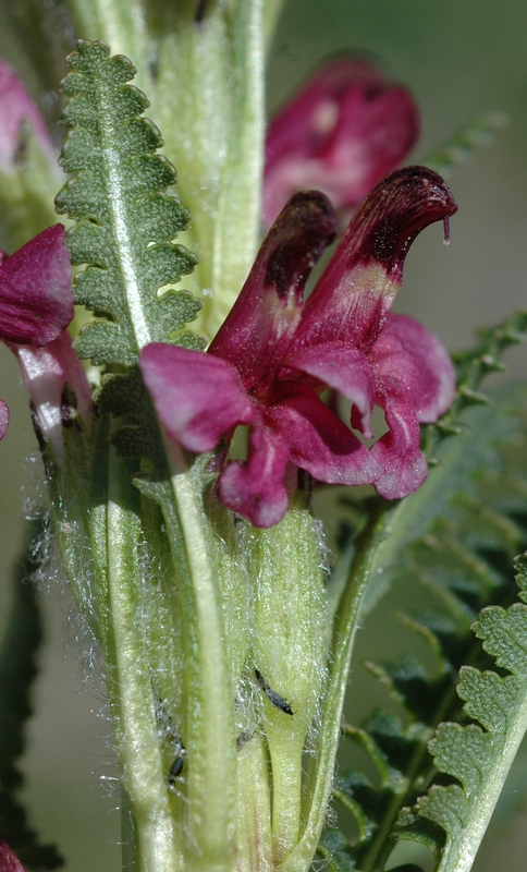 Image of Pedicularis oederi f. rubra specimen.