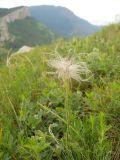 Pulsatilla taurica