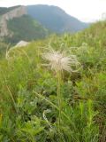 Pulsatilla taurica. Плодоносящее растение. Крым, гора Северная Демерджи. 2 июня 2012 г.