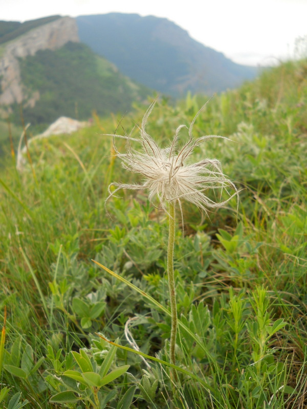 Изображение особи Pulsatilla taurica.