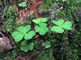 Oxalis acetosella