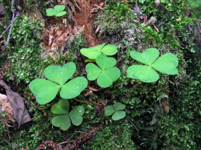 Image of Oxalis acetosella specimen.