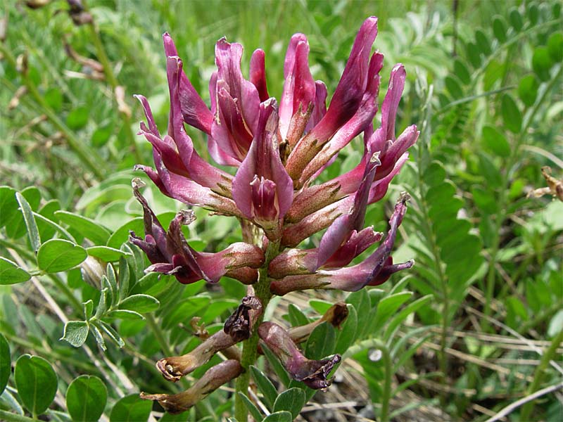 Image of Astragalus brachycarpus specimen.