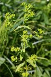 Euphorbia platyphyllos