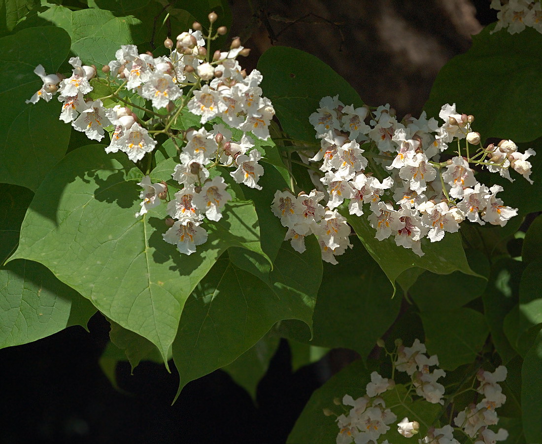 Изображение особи Catalpa ovata.