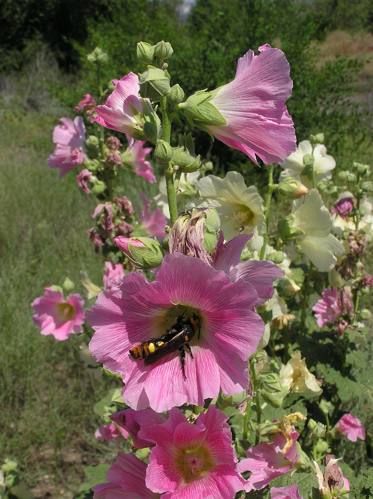 Изображение особи Alcea rosea.