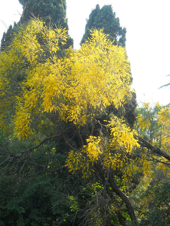 Изображение особи Genista aetnensis.