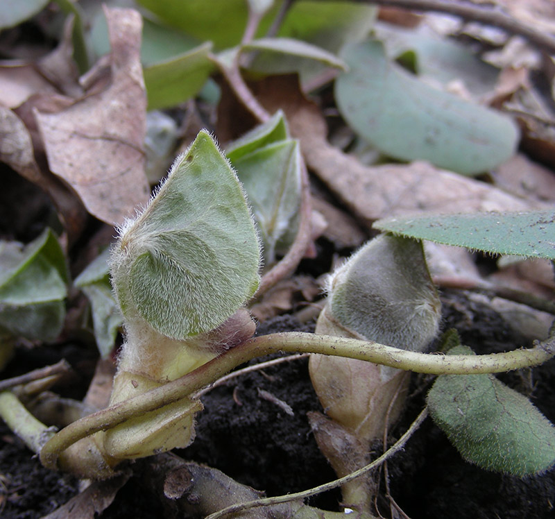 Изображение особи Asarum europaeum.