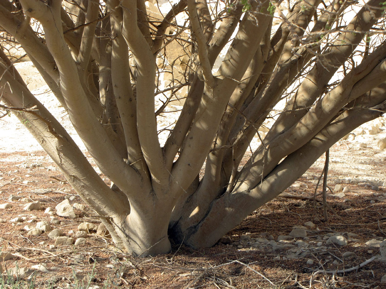 Изображение особи Vachellia tortilis.