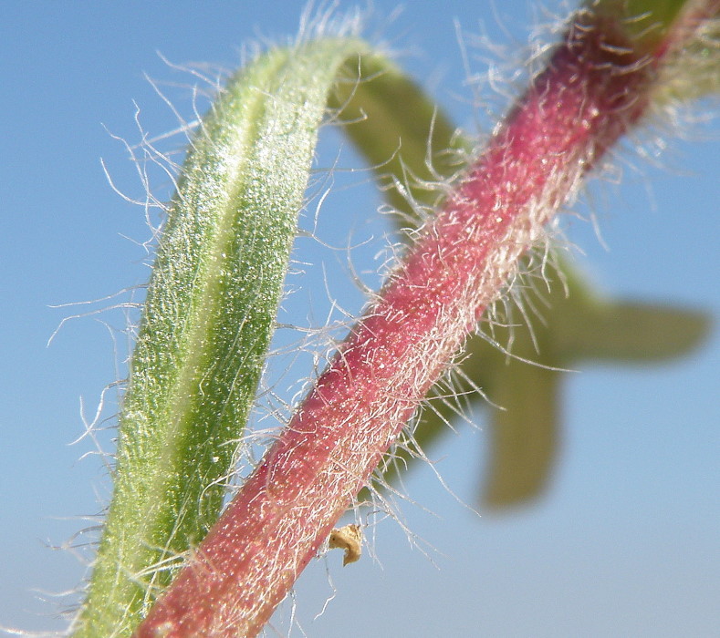 Image of Ajuga chia specimen.