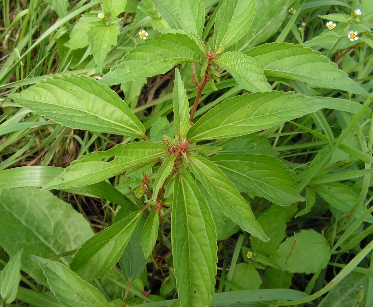 Изображение особи Acalypha australis.