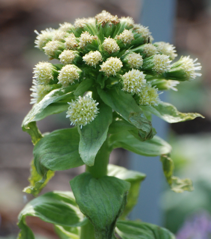 Изображение особи Petasites amplus.