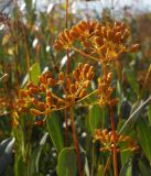 Bupleurum fruticosum
