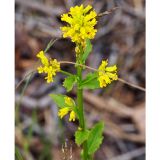 Barbarea stricta