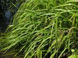 Carex pseudocyperus