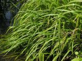 Carex pseudocyperus