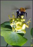 Image of taxon representative. Author is Виктор Солодухин