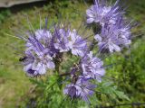 Phacelia tanacetifolia