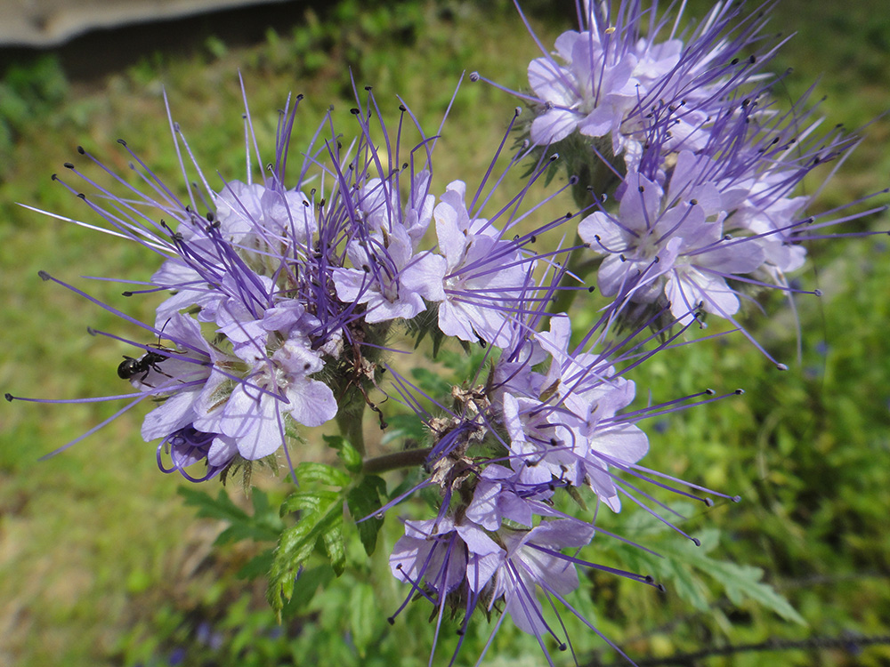 Image of Phacelia tanacetifolia specimen.