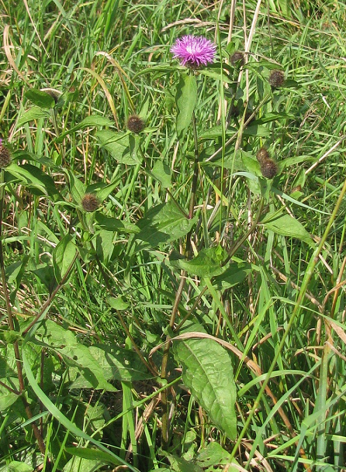 Изображение особи Centaurea carpatica.