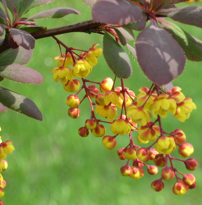 Изображение особи Berberis vulgaris f. atropurpurea.