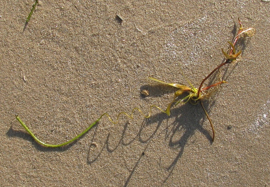 Image of Vallisneria spiralis specimen.