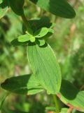 Hypericum maculatum