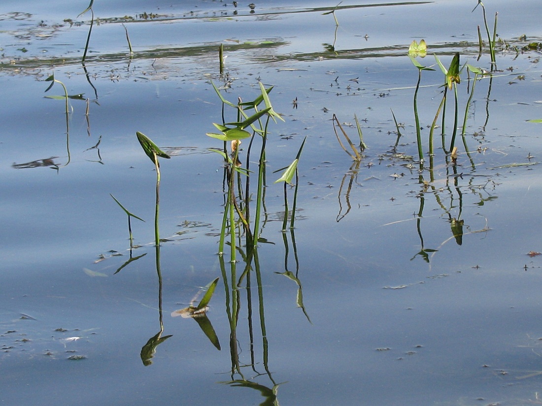 Image of Sagittaria sagittifolia specimen.