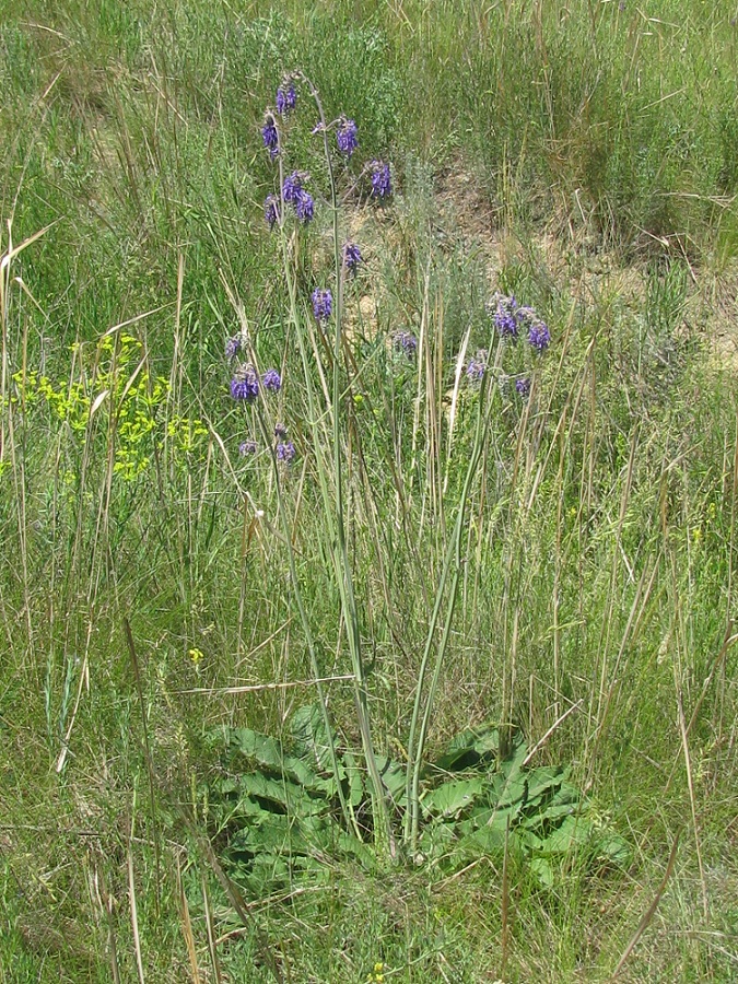 Изображение особи Salvia nutans.