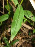 genus Symphyotrichum