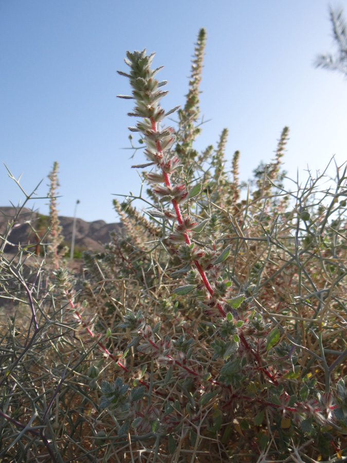 Image of Forsskaolea tenacissima specimen.