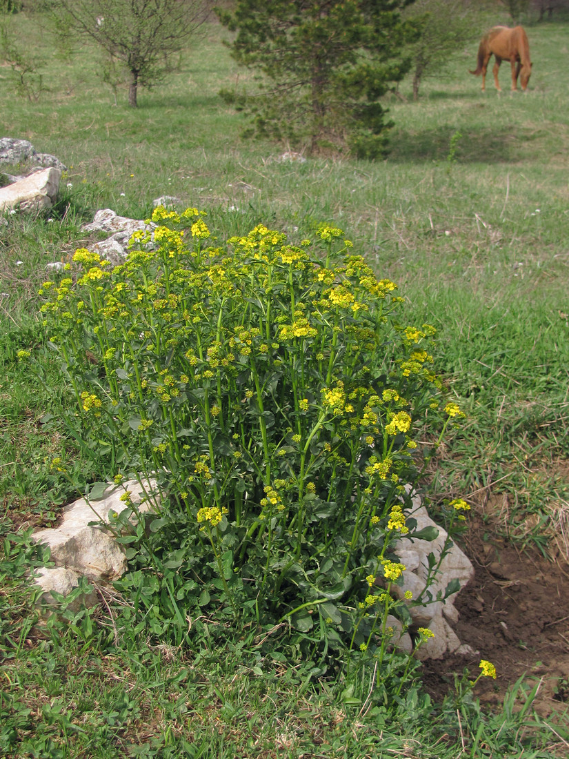 Image of Barbarea arcuata specimen.