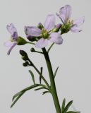 Cardamine pratensis. Соцветия. Германия, г. Кемпен, на открытом балконе. 14.04.2013.