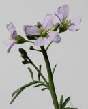 Cardamine pratensis