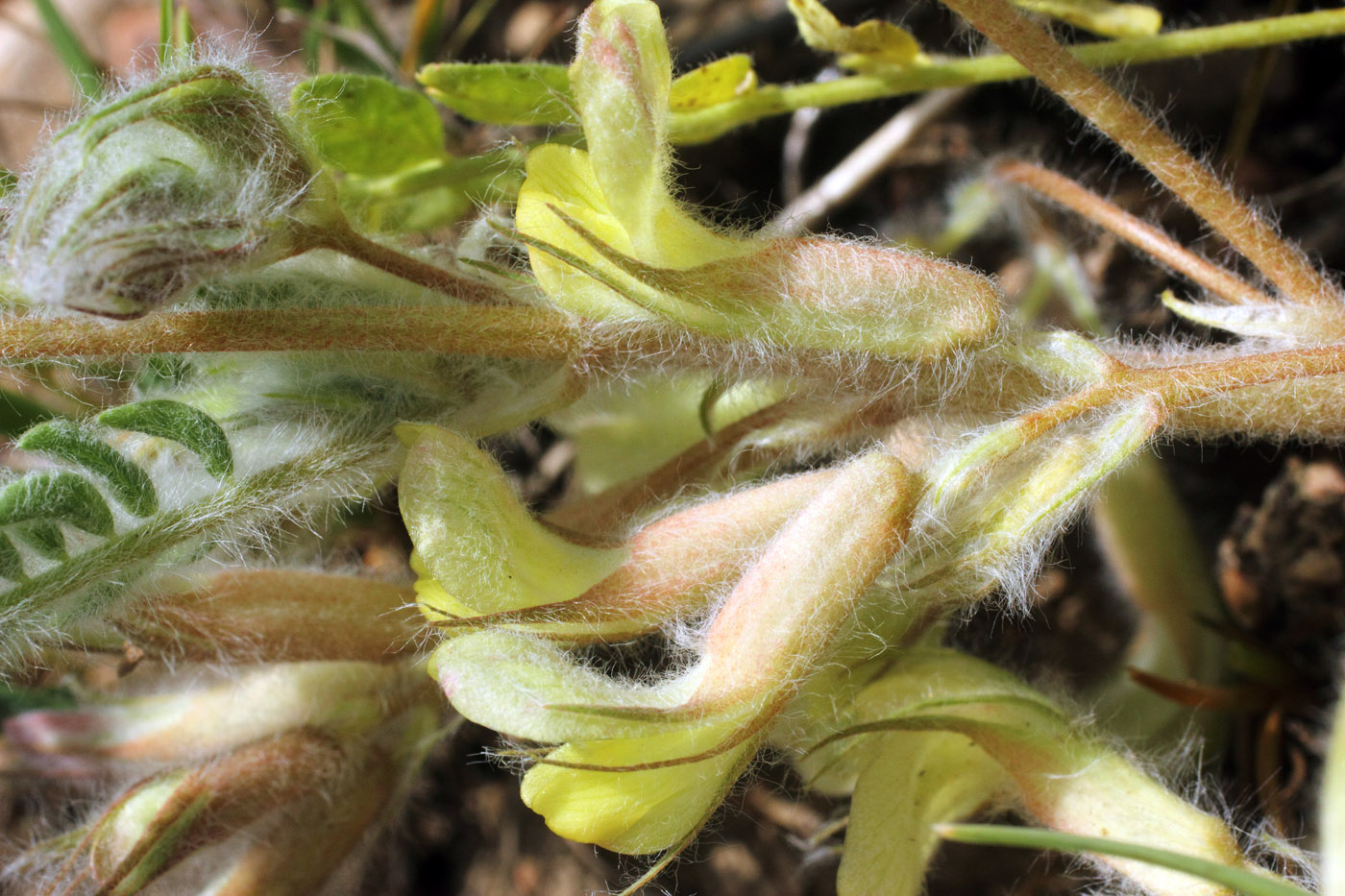 Image of Astragalus mucidus specimen.