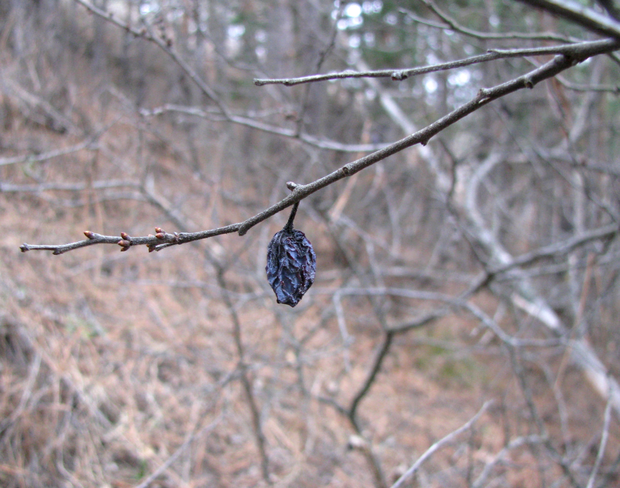 Image of Prunus domestica specimen.