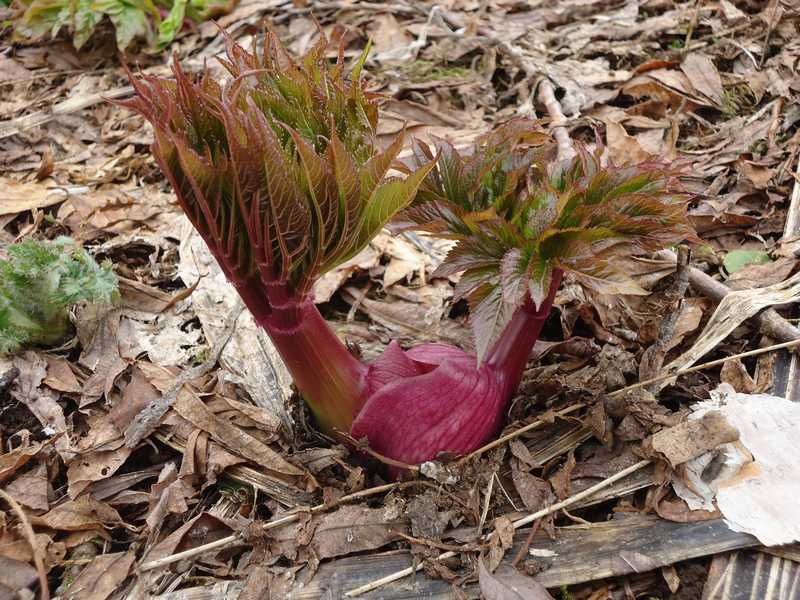 Image of Angelica ursina specimen.