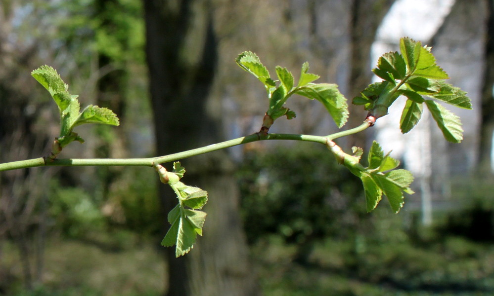 Изображение особи Rosa chinensis.