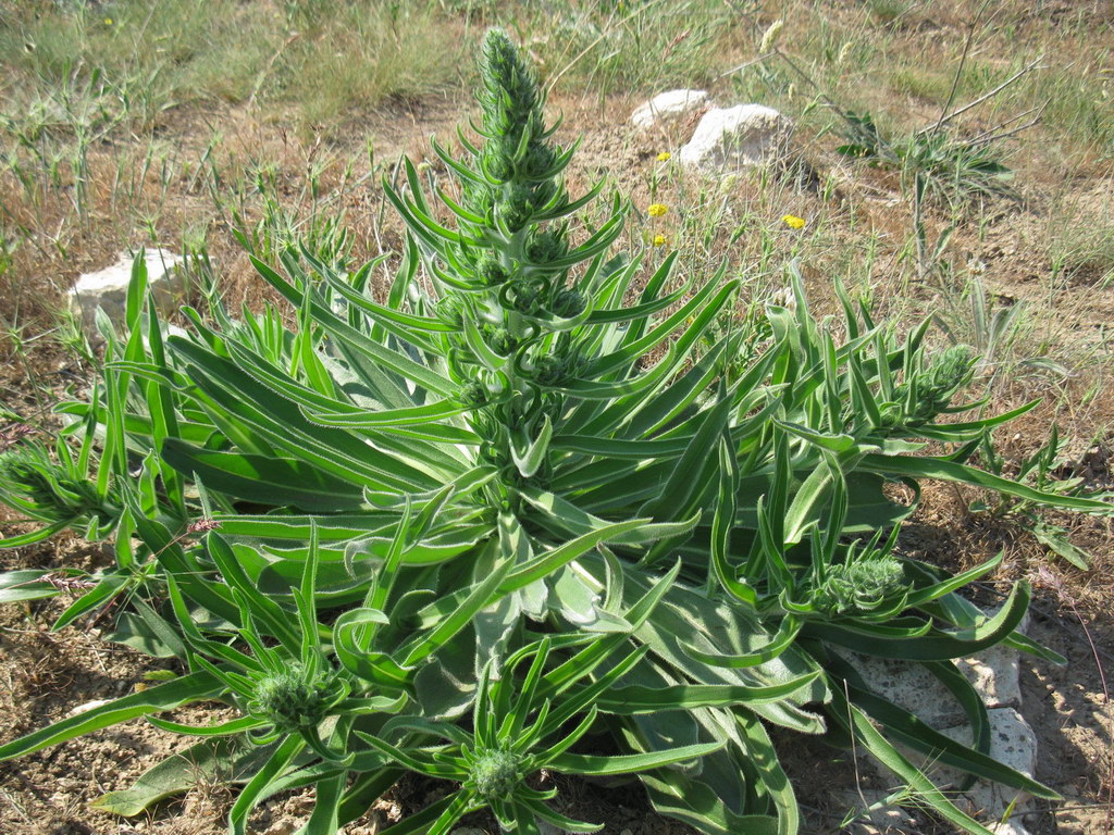 Изображение особи Echium biebersteinii.