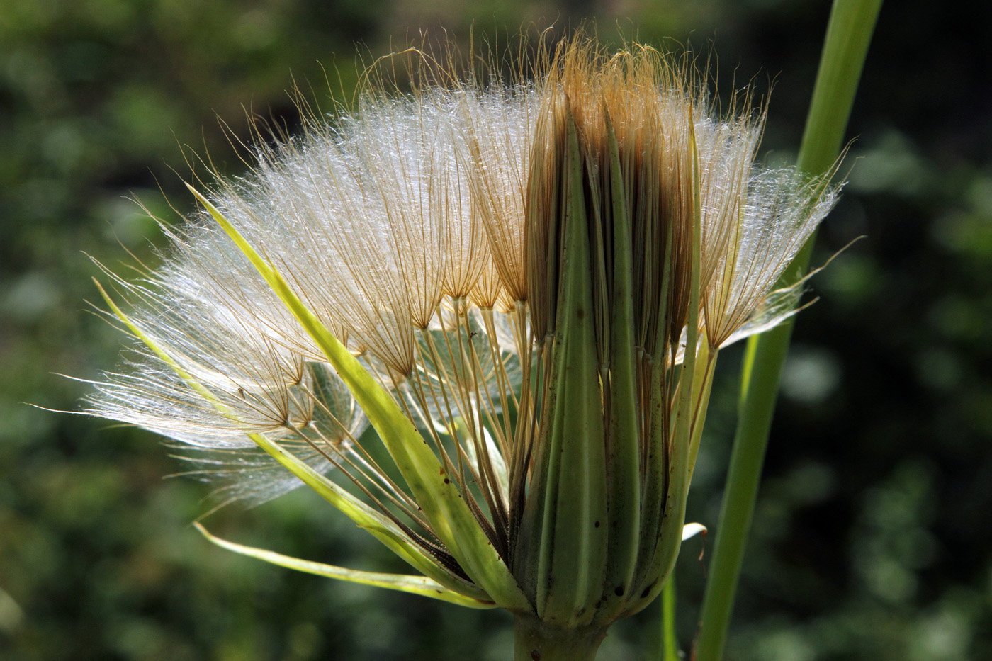 Изображение особи Tragopogon capitatus.