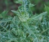 Silybum marianum. Верхушка расцветающего растения. Нагорный Карабах, Мартунинский р-н, окр. дер. Схторашен. 06.05.2013.
