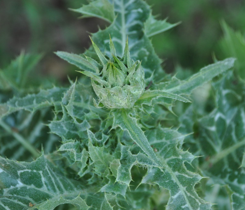 Изображение особи Silybum marianum.
