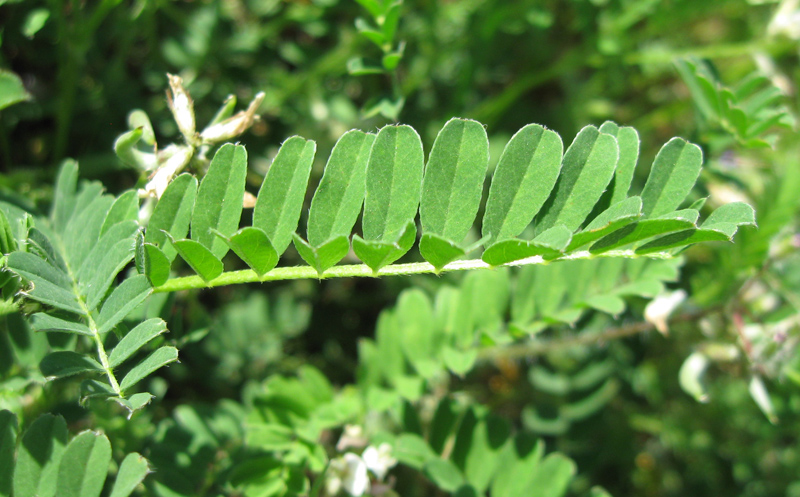 Image of Astragalus hamosus specimen.