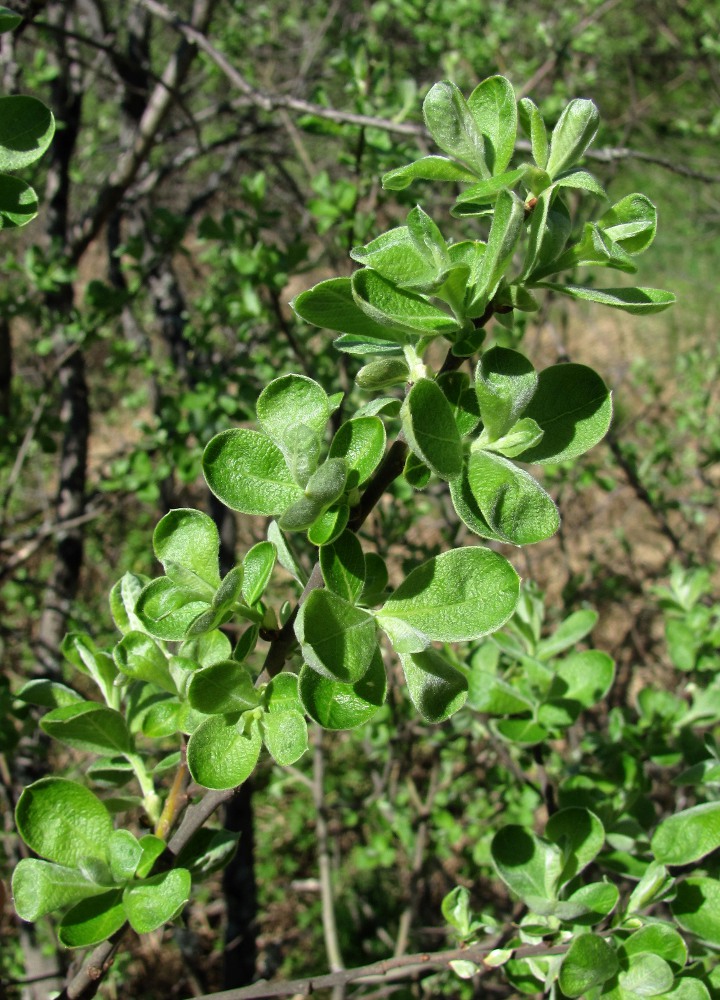 Image of Salix cinerea specimen.