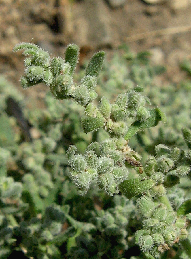 Image of Herniaria incana var. angustifolia specimen.