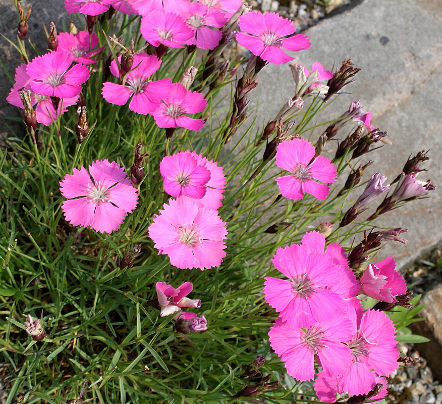 Изображение особи Dianthus pavonius.