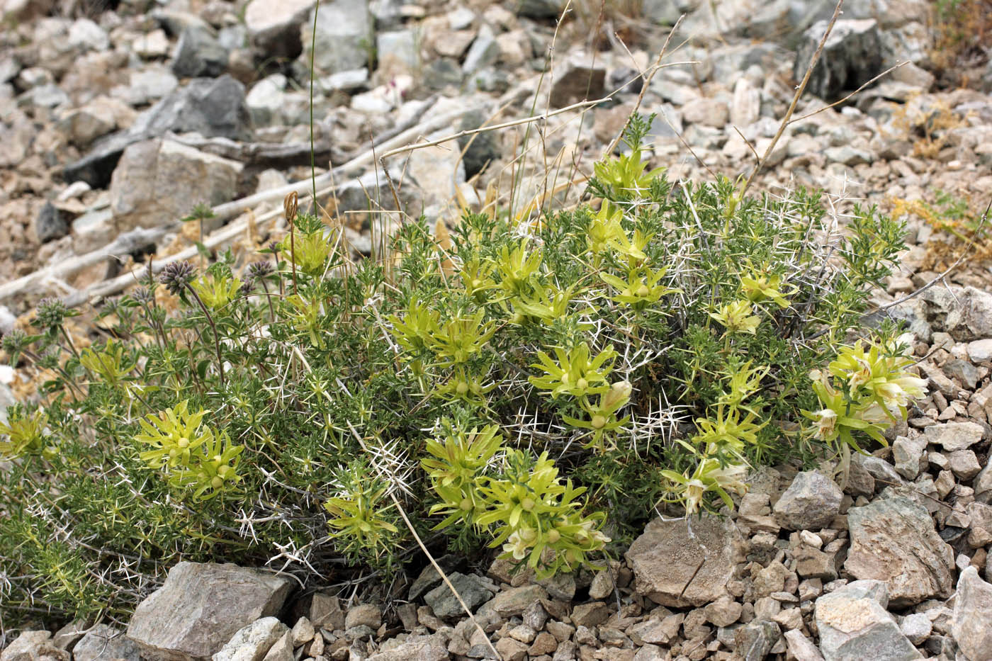 Image of Lagochilus occultiflorus specimen.