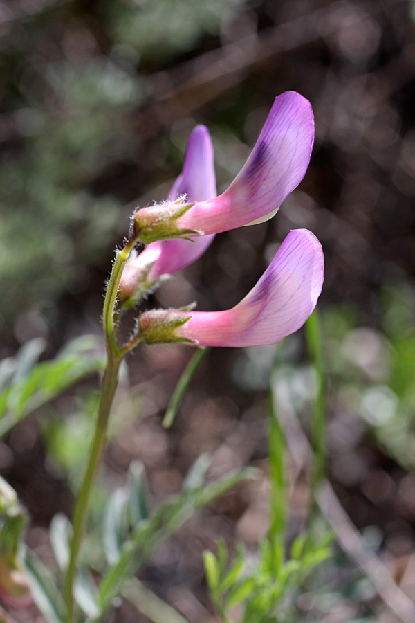 Image of Vicia subvillosa specimen.