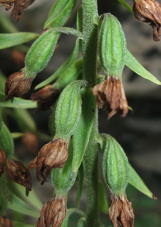 Image of Epipactis krymmontana specimen.
